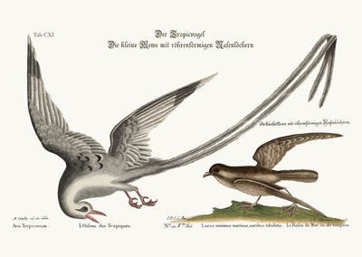 The Tropick Bird. The Storm-Finck or Pittrel by Mark Catesby